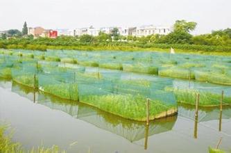 仙桃水产品唱响上海市场