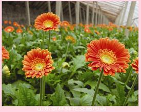山东京林鲜花批发市场