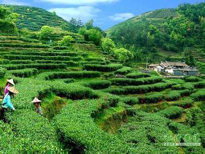 光明茶叶批发市场