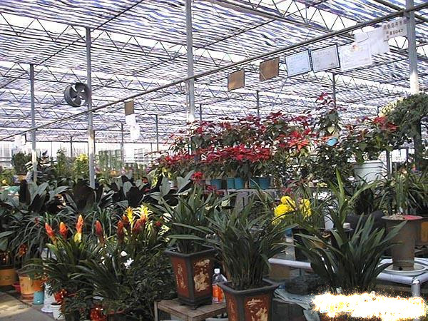 花卉批发市场